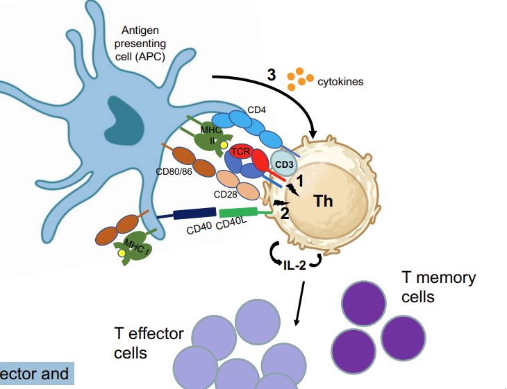 <p><em>effector and memory</em> Th cells</p>