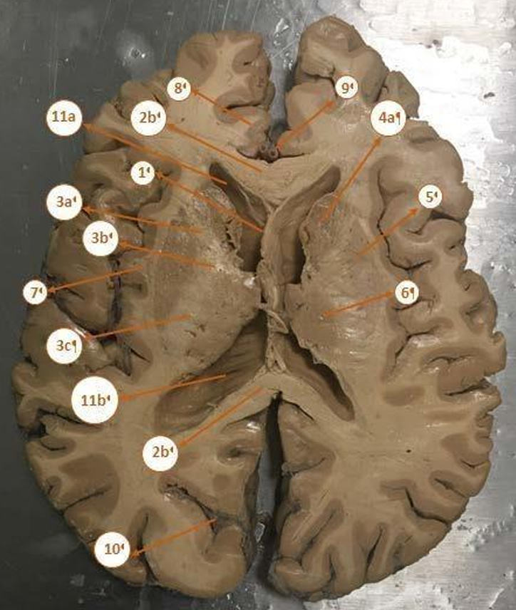 <p>10</p>