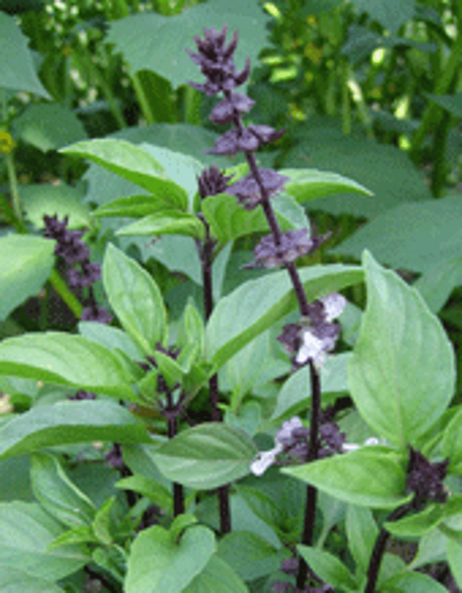 <p>square stems; opposite leaves; terminal spikes; bilabiate flowers</p><p>leaves: puckering between veins</p><p>special notes: summer annual</p>