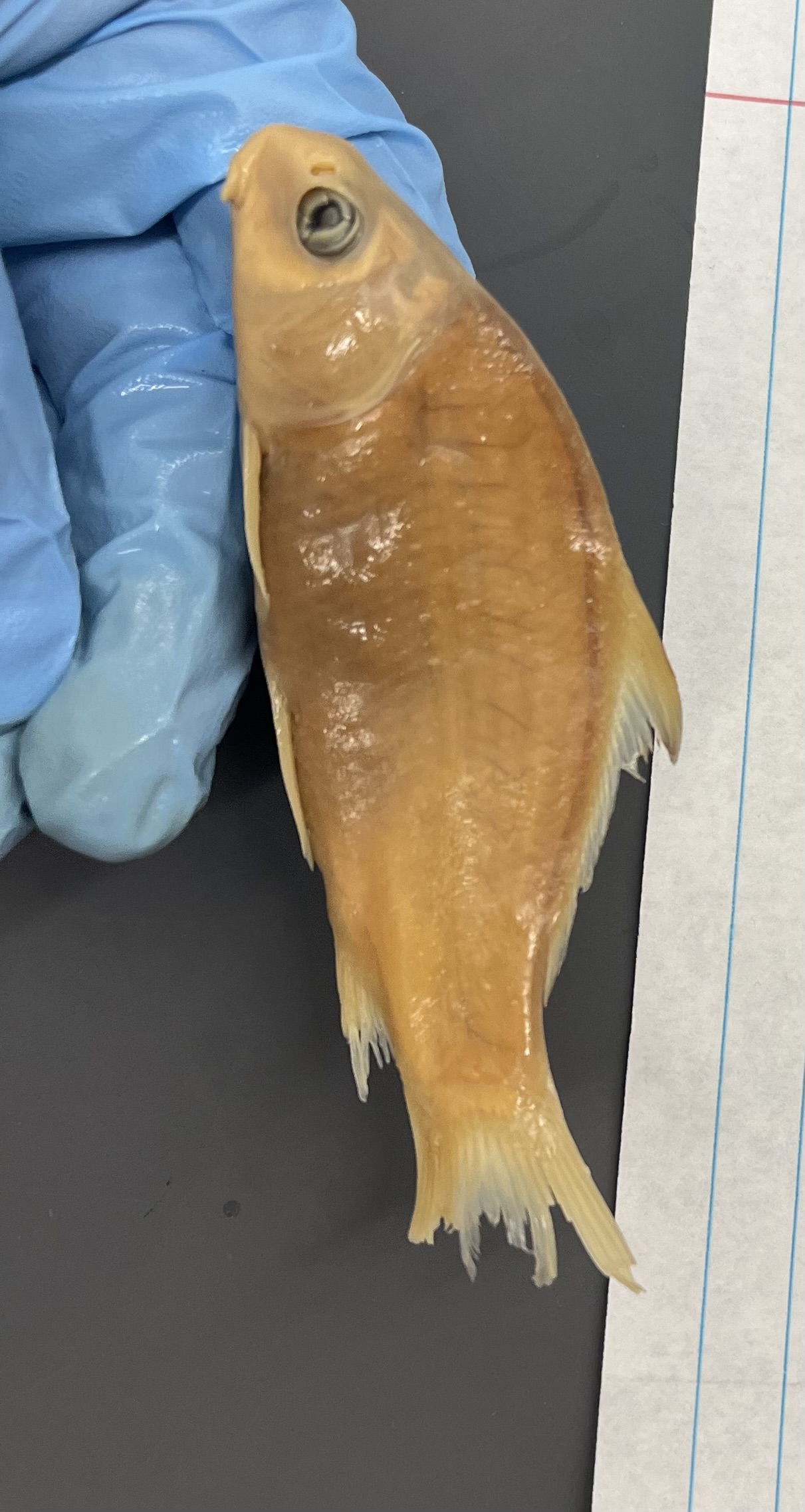 <p>Tall dorsal ray</p><p>Flat bottom</p><p>Arched back</p><p>Eyes close to nostrils</p><p>Tiny mega frown</p>