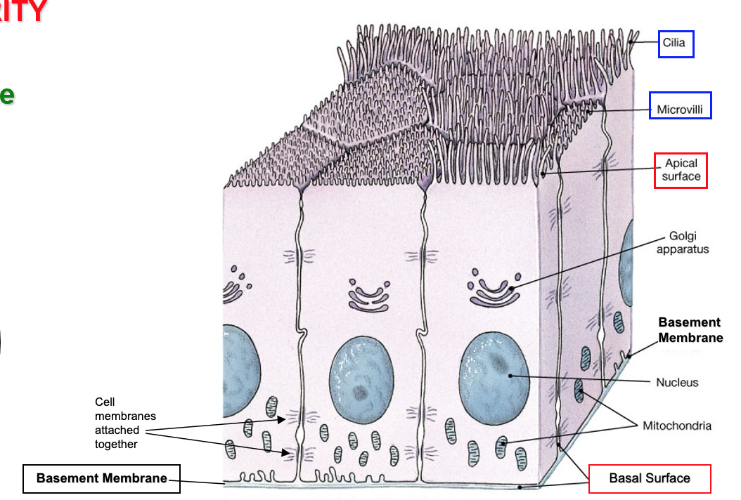 <p>Apical surface </p>