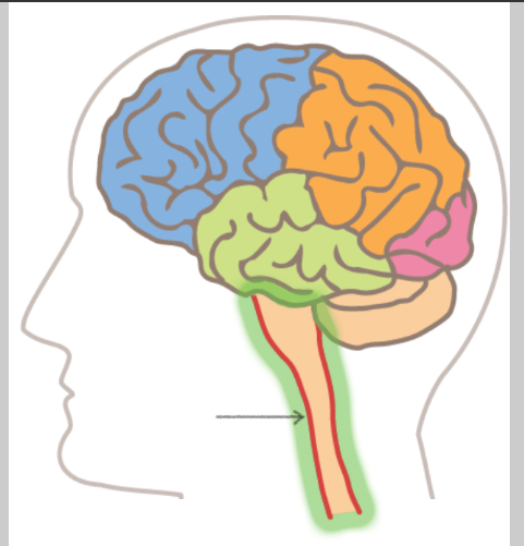 <p><strong>Identify </strong><span>the area of the brain highlighted.</span></p>