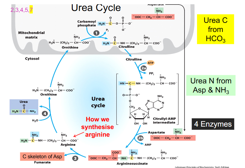 <p>FULL UREA CYCLE DIAGRAM</p>