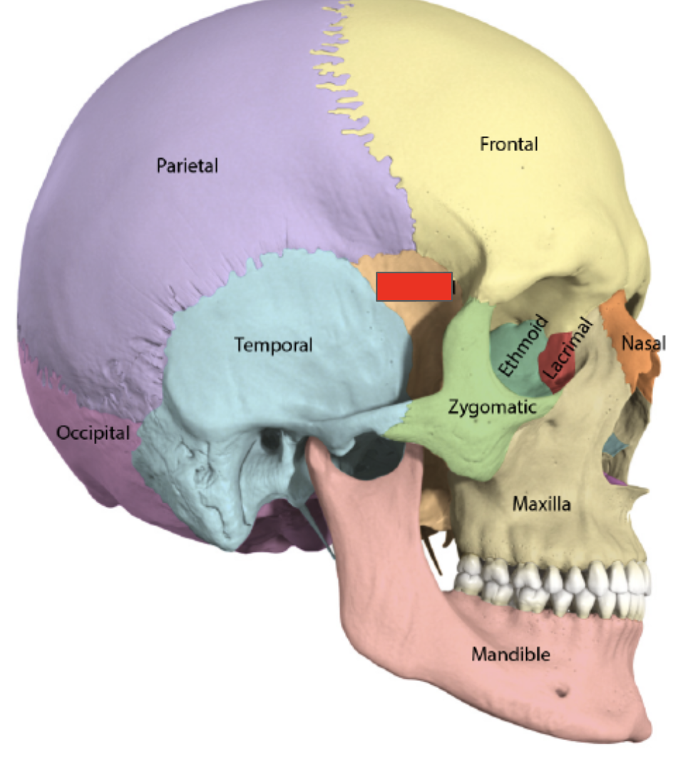 <p>Name the covered bone</p>