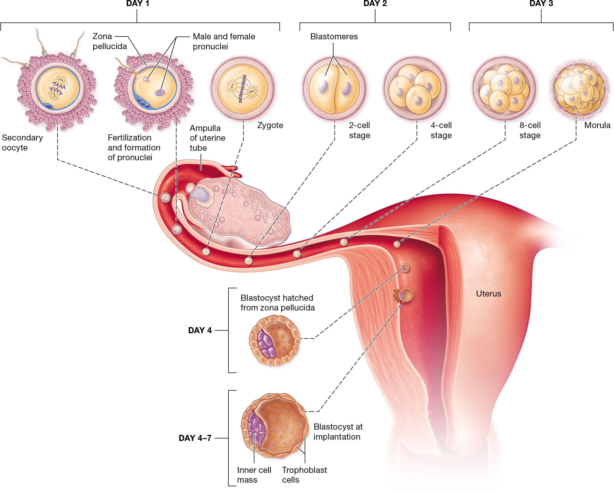 <p><strong>Stages of the Pre-Embryonic Period</strong></p><p>The pre-embryonic period lasts for the first two weeks after fertilization. It begins with the fertilization of the secondary oocyte by a sperm cell, forming a diploid zygote. The zygote undergoes cleavage, a series of rapid mitotic divisions, producing smaller cells called blastomeres. By day 3, the conceptus becomes a morula, and by day 4, it forms a blastocyst, which implants into the uterine endometrium by days 4-7.</p><p><strong>Cleavage Process</strong></p><p>Cleavage occurs approximately 30 hours after fertilization. It involves rapid mitotic divisions that increase cell number without growth, resulting in progressively smaller cells. By day 2, the zygote reaches the 4-cell stage, and by day 3, it becomes a 16-cell morula.</p>
