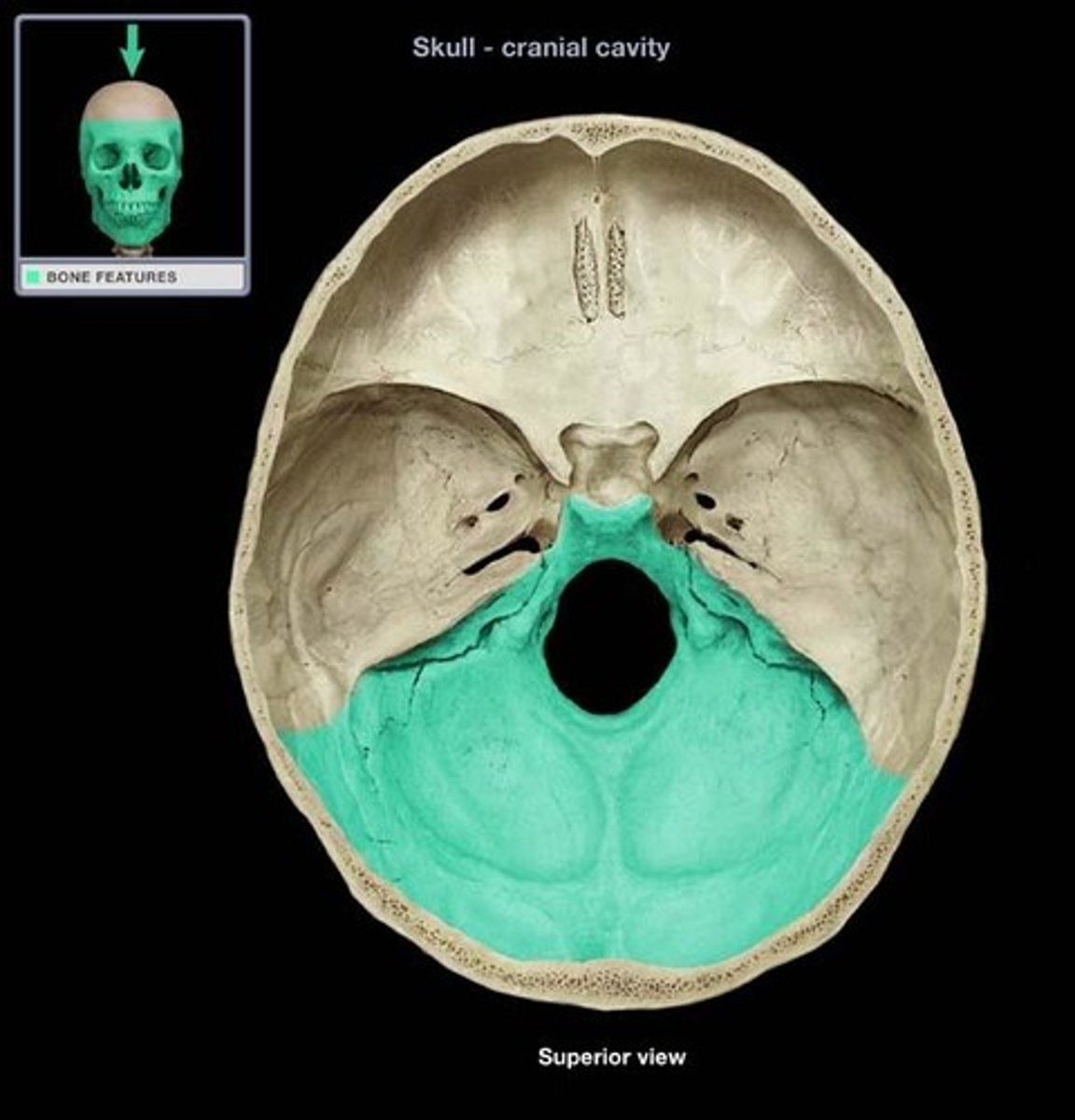 <p>portion of cranial canal formed by the occipital</p>