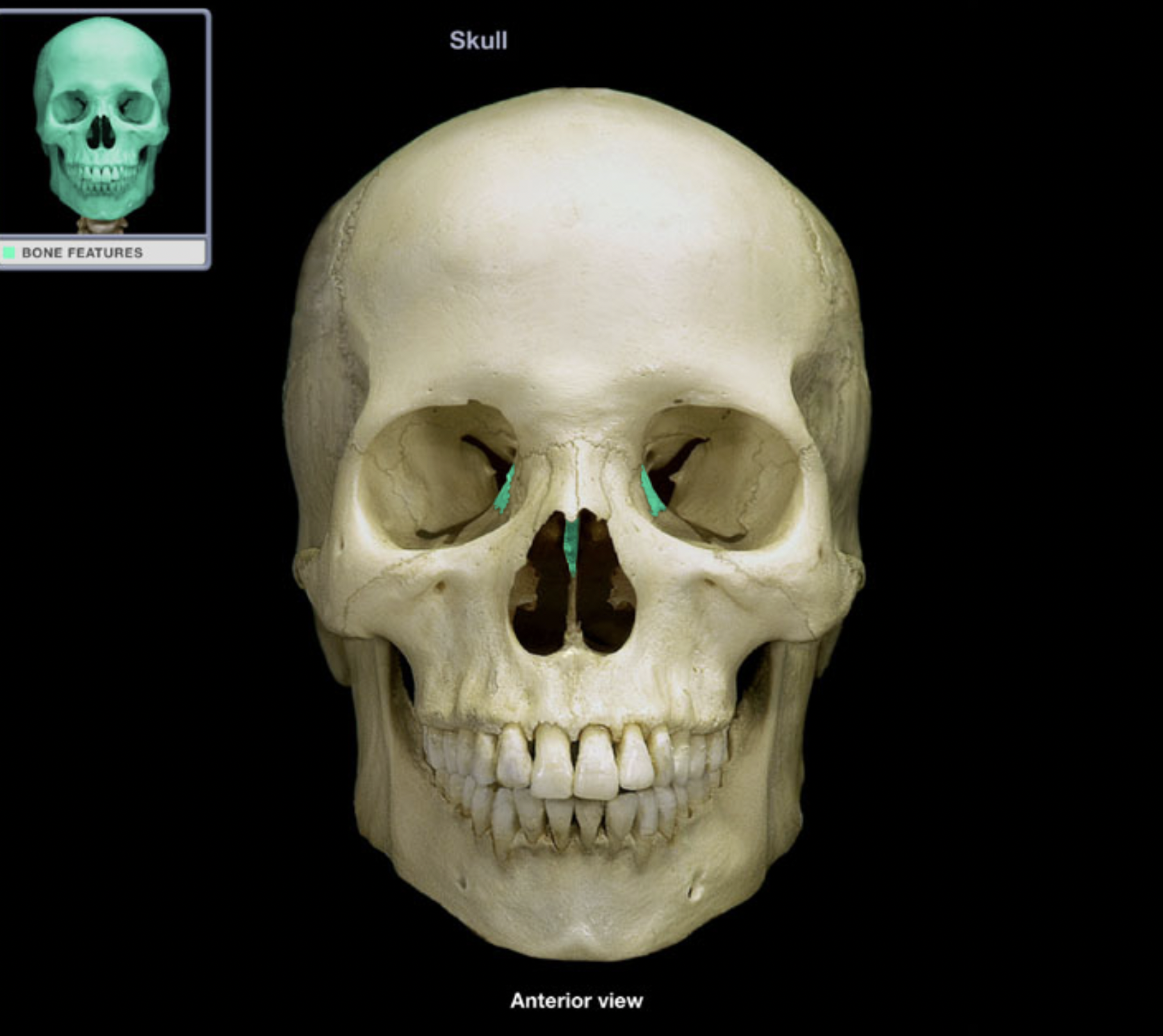 knowt flashcard image