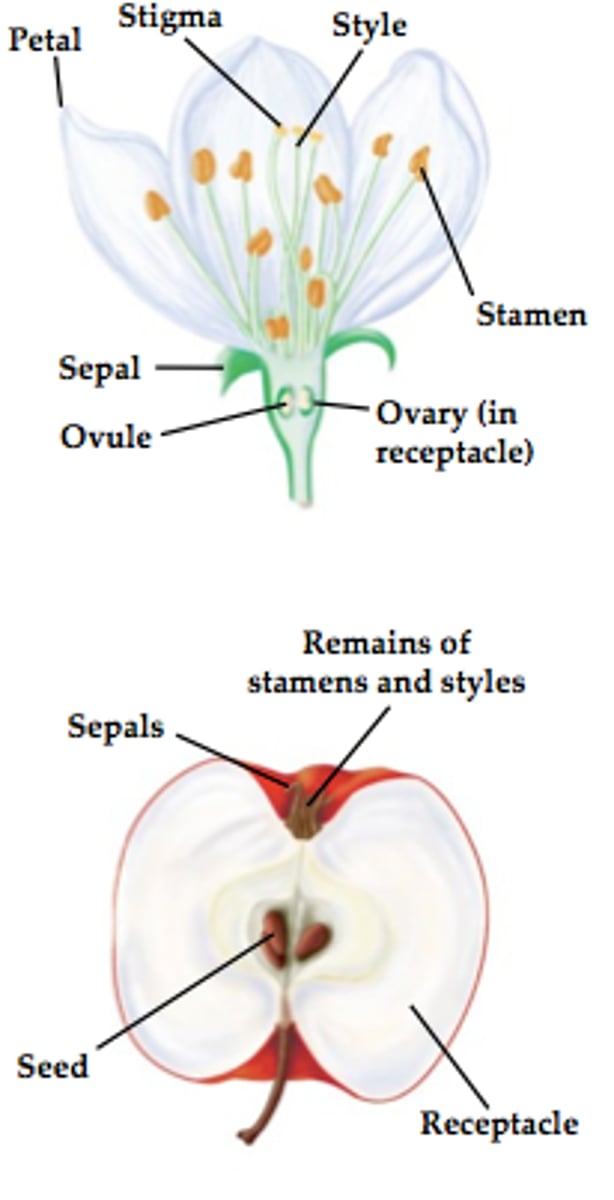<p>Fruit is derived from ovary, but also other nearby tissues (receptacles, sepals, etc</p>