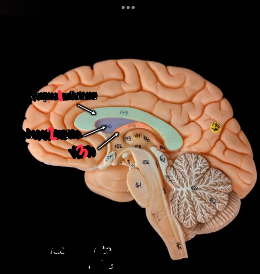 <p>what structure is at 3?</p>