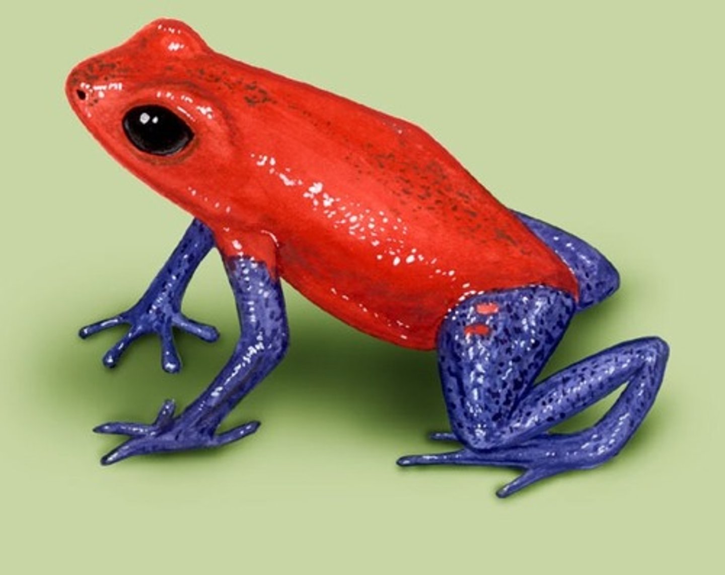 <p>They have toxins in their skin to kill predators.</p><p>Laying their eggs in little pools of water inside leaves to avoid their young being in the water unprotected</p>