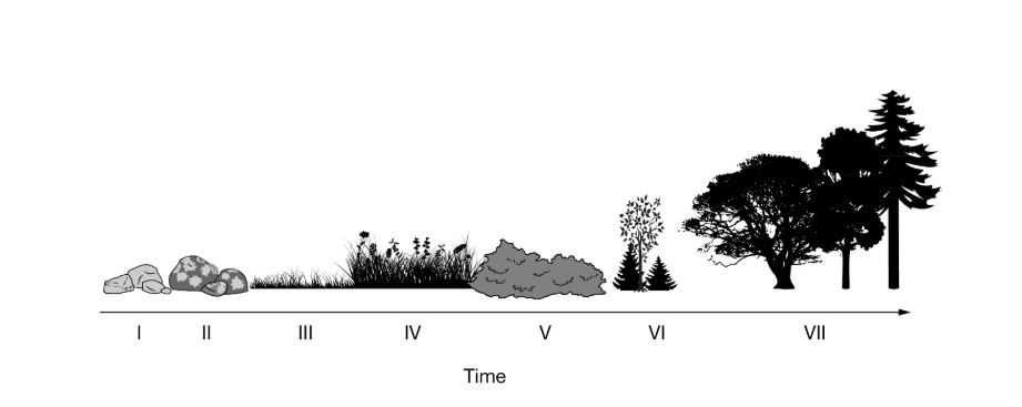 <p>Which of the following best describes the role of moss in the transition to stage <span>III</span> of the process?</p><p></p><p class="choice_paragraph">A) It serves as a soil seed bank in the leaf litter.</p><p class="choice_paragraph">B) It breaks down rock and adds organic nutrients to the soil.</p><p class="choice_paragraph">C) It provides shade and reduces surface temperatures.</p><p class="choice_paragraph">D) It provides habitat for birds and mammals.</p>