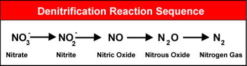 anaerobic denitrifying bacteria reduce soil nitrates into nitrogen gas which returns to the environment
