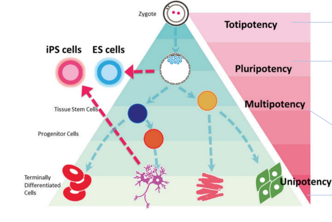 <ul><li><p>Totipotent</p></li><li><p>Pluripotent</p></li><li><p>Multipotent</p></li><li><p>Unipotent</p></li></ul><p></p>