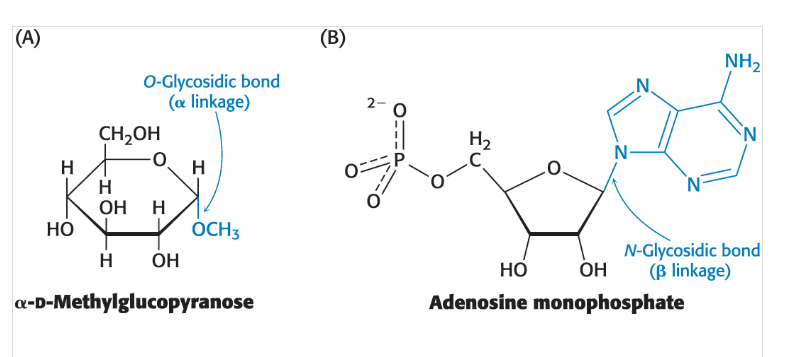 <p>is a type of covalent bond that joins a carbohydrate (sugar) molecule to another group, which can be another sugar or a different molecule. These linkages are formed through a dehydration reaction, involving the removal of a water molecule. </p>
