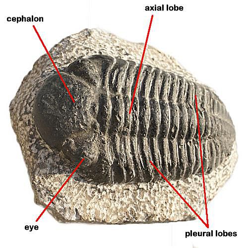 <p>class with trilobed cross section, biarmous appendages on throax, and pygiamium, body divided longitudionally </p>