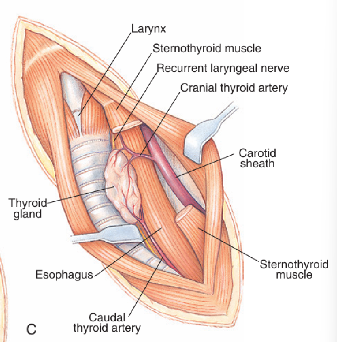 <p>Thyroid gland and carotid sheath (carotid artery, vagus nerve, and jugular vein).</p>