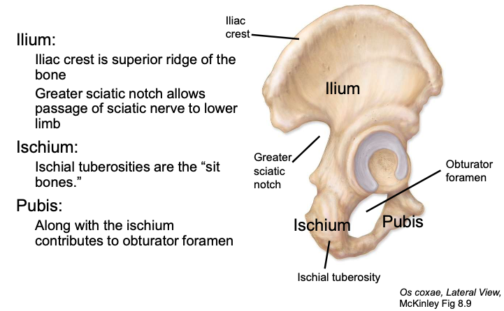<p>“sit bones”</p>