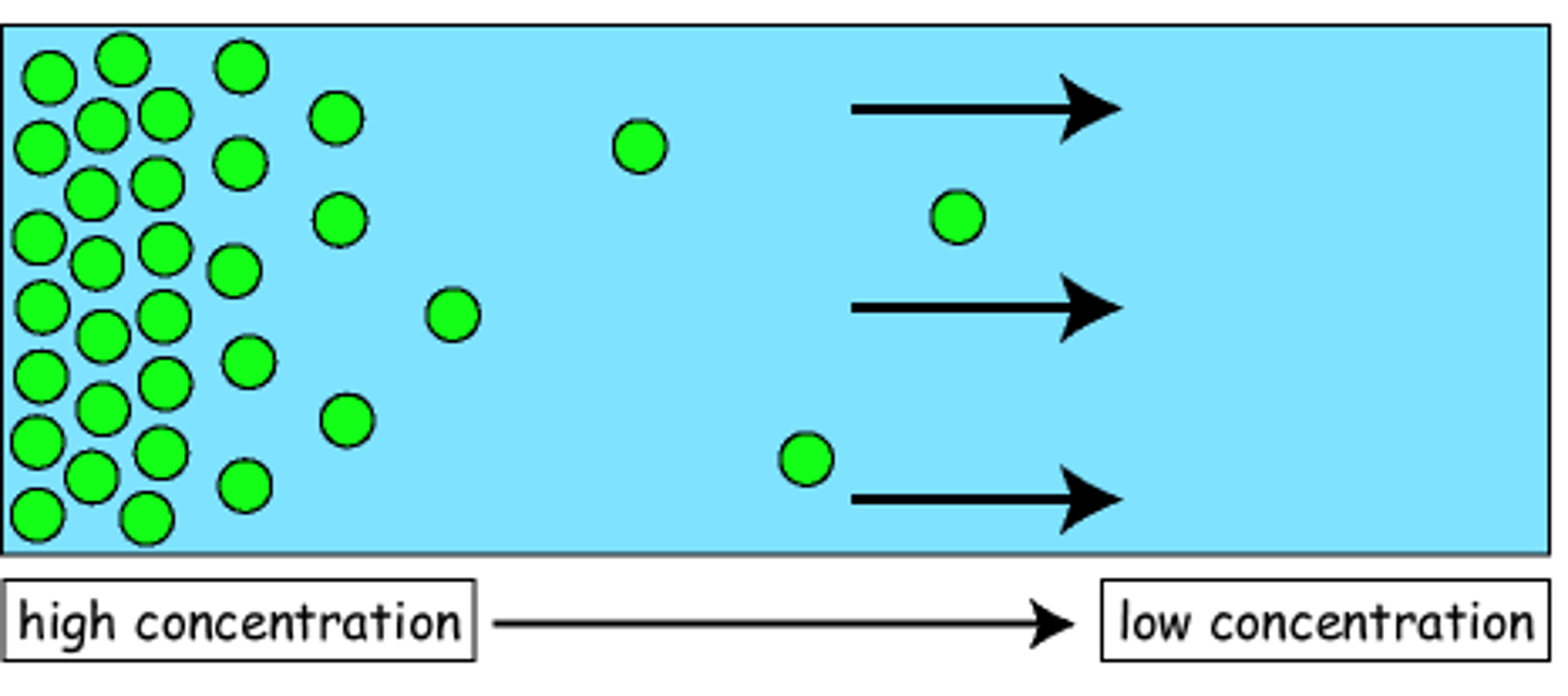 <p>(<span style="color: rgb(183, 161, 205)"><strong>passive transport</strong>)</span> Molecules spread across the membrane until equilibrium is reached; molecules run <strong>down</strong> the concentration gradient (high to low []) EX: for small molecules like oxygen and CO2, other small nonpolar molecules</p>