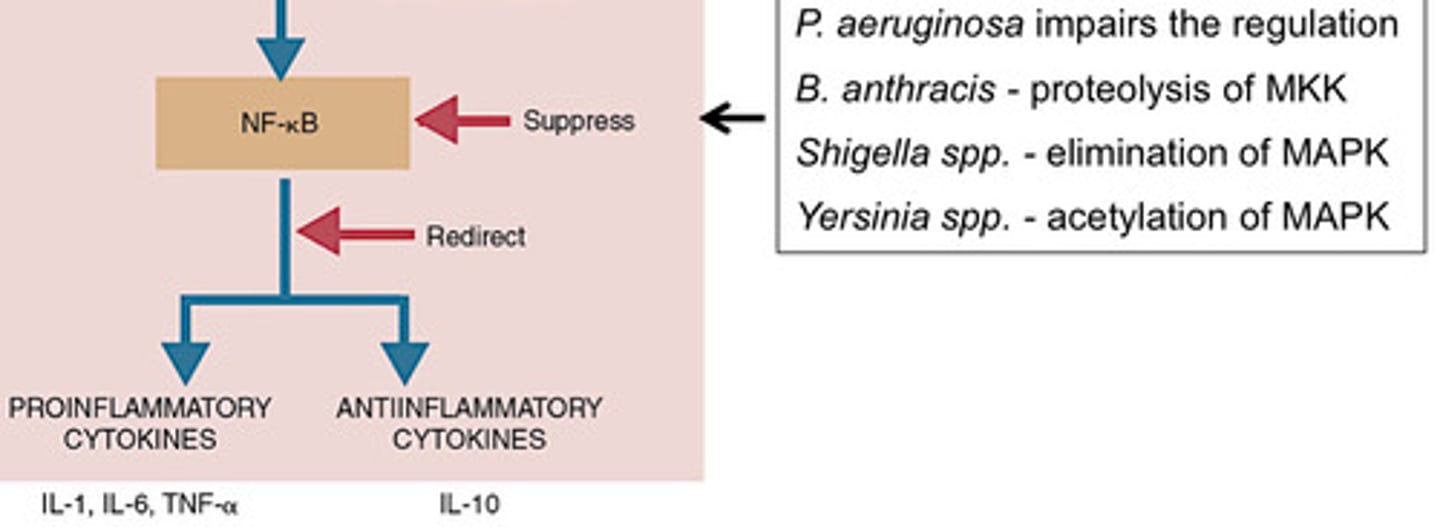 <p>Proteolytic of MKK</p>
