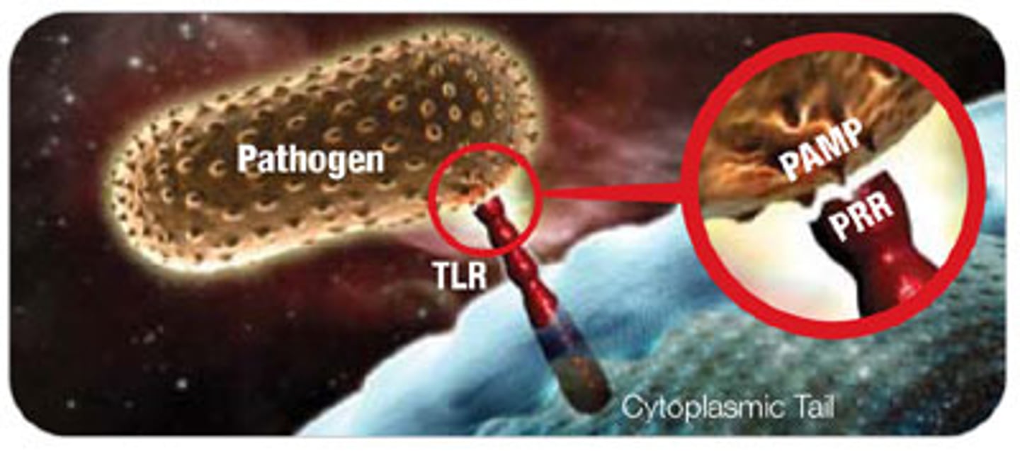 <p>pathogen associated molecular patterns, like flagellin, LPS, peptidoglycan</p>