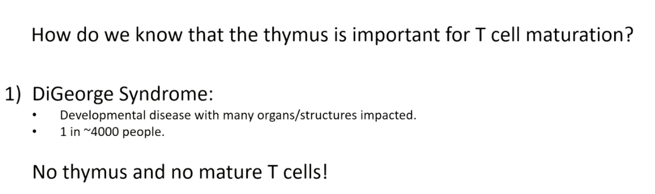 <ul><li><p>Caused by <strong>deletion on chromosome 22</strong>.</p></li><li><p>Missing gene → <strong>thymus does not develop</strong>.</p></li><li><p>Without thymus → <strong>no mature T cells</strong> → <strong>severe immunodeficiency</strong>.</p></li></ul><p></p>