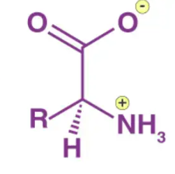<p>Molecules with parts that are charged i.e. parts that have excess electrons or a lack of but regardless still overall neutrally charged due to the charged parts being opposite and cancelling out. One example of __________ are amino acids at physiological PH as they donate H+ cations on one side but attract H+ cations using lone pair electrons on another. </p>