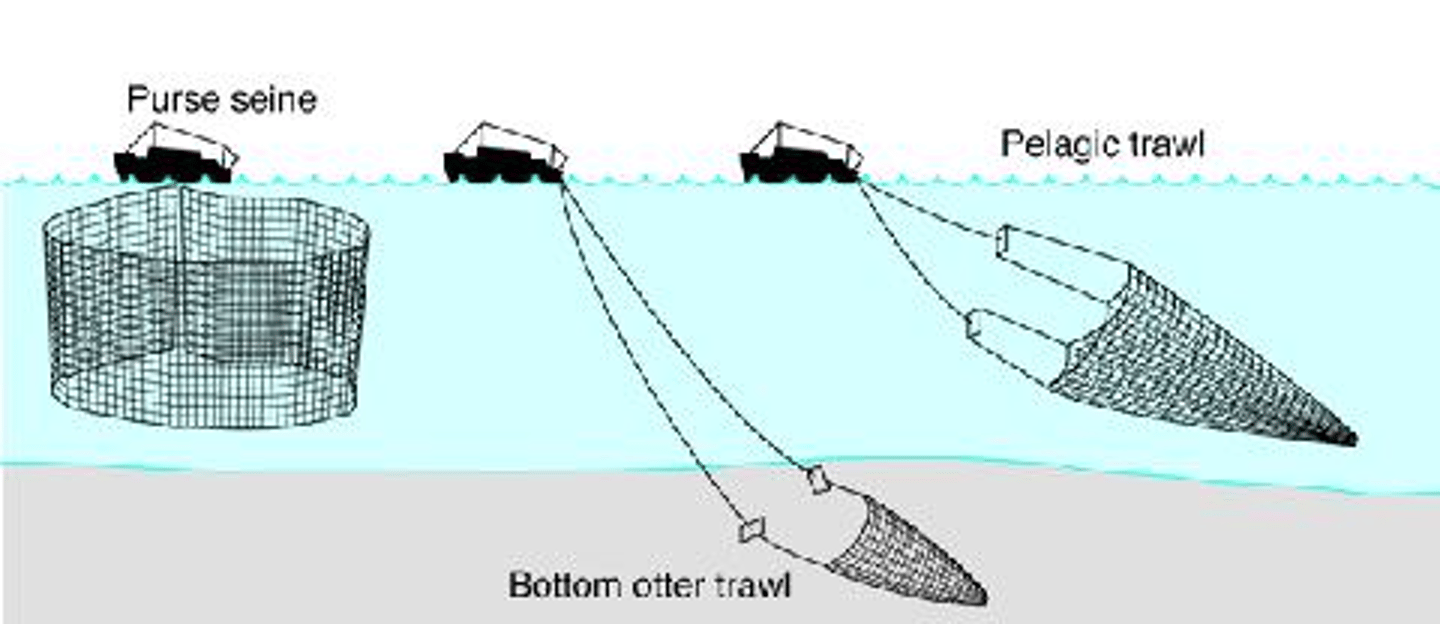 <p>An area where all forms of fishing and harvesting are prohibited to allow fish populations to recover.</p>
