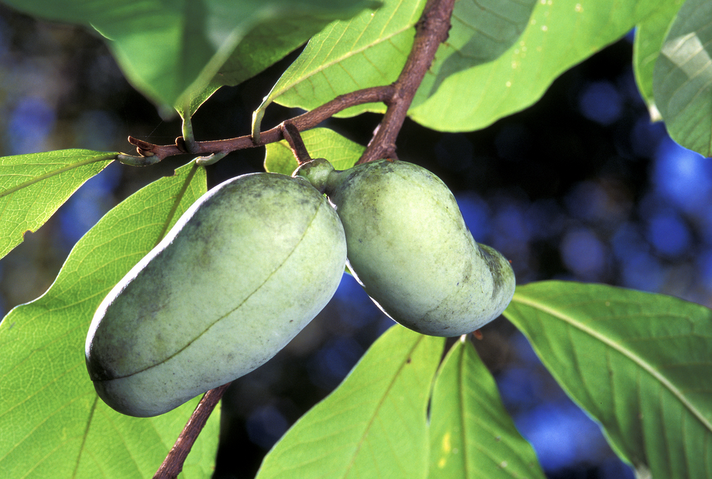 <p><em>Asimina triloba</em></p><p>Annonaceae</p>