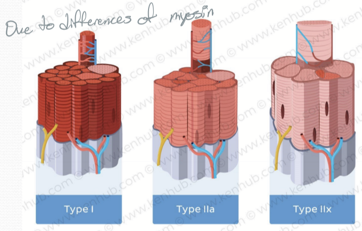 <p>Type I, Type II a, Type II x<br>(Type II b is found in animals and is different) </p>