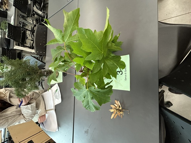 <p>Acer macrophyllum</p>