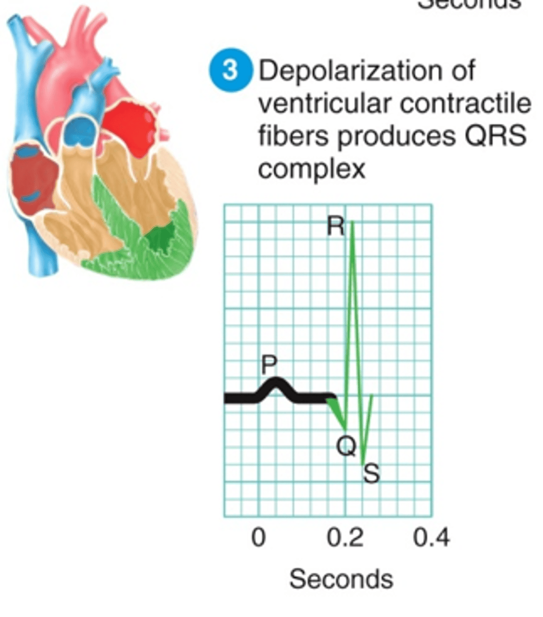 <p>Ventricular depolarization (contraction)</p><p>Normal: 0.04-0.12 seconds (1-3 small boxes)</p>