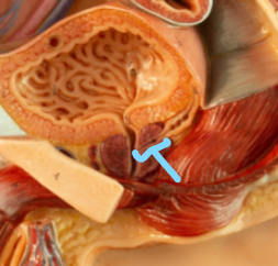 <p>Identify what the highlight/pointed to portion of the model is called.</p>