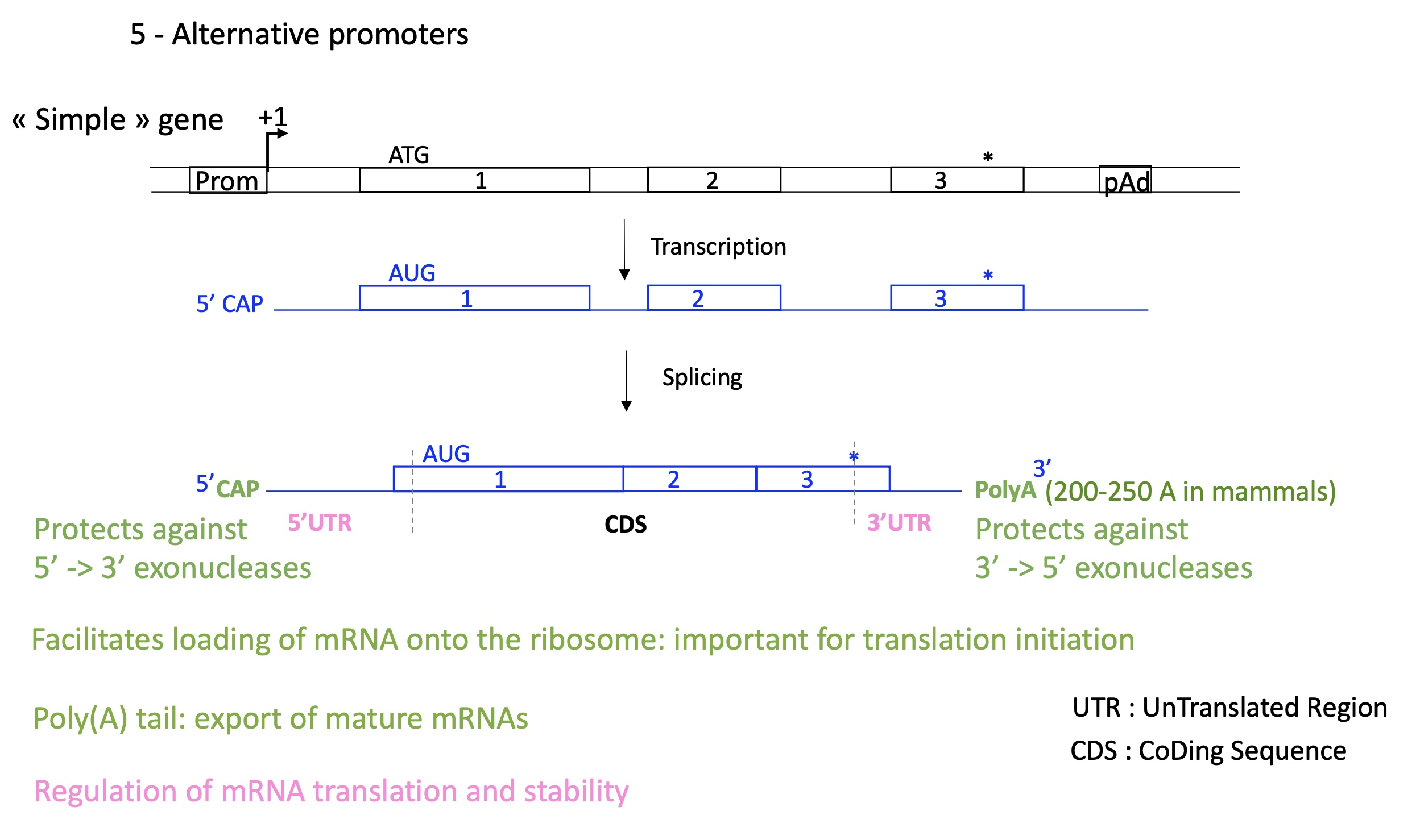 <ul><li><p><strong>5’ CAP &amp; 3’ Poly A </strong>: protects against exonuclease </p></li><li><p>5’ CAP facilitates loading of mRNA on ribosome (translation)</p></li><li><p>3’ polA export of mature mRNAas</p></li><li><p>regulate mRNA translation and stability </p></li></ul><p></p>