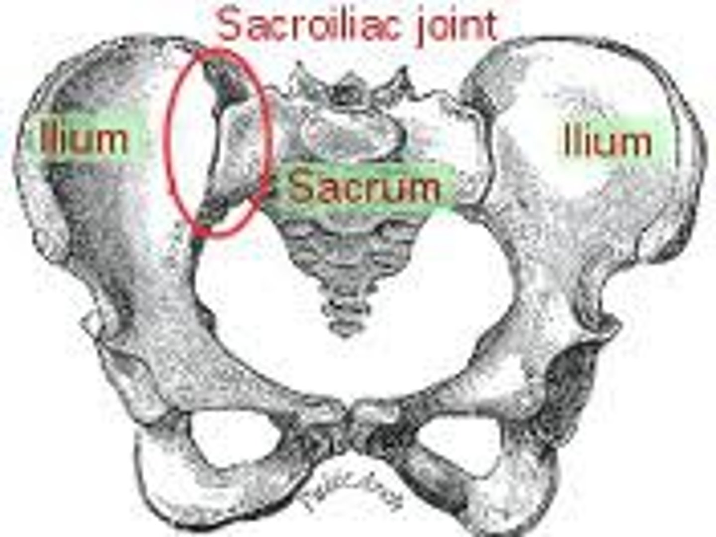 <p>ilium of pelvic bones and facets (articular surfaces) of sacrum</p>