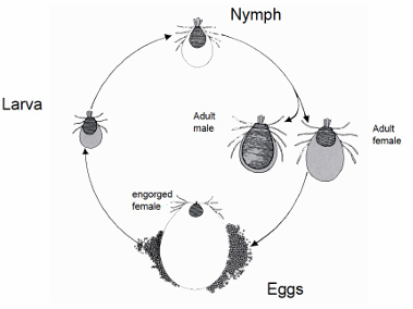 <p>What does this image show?</p>