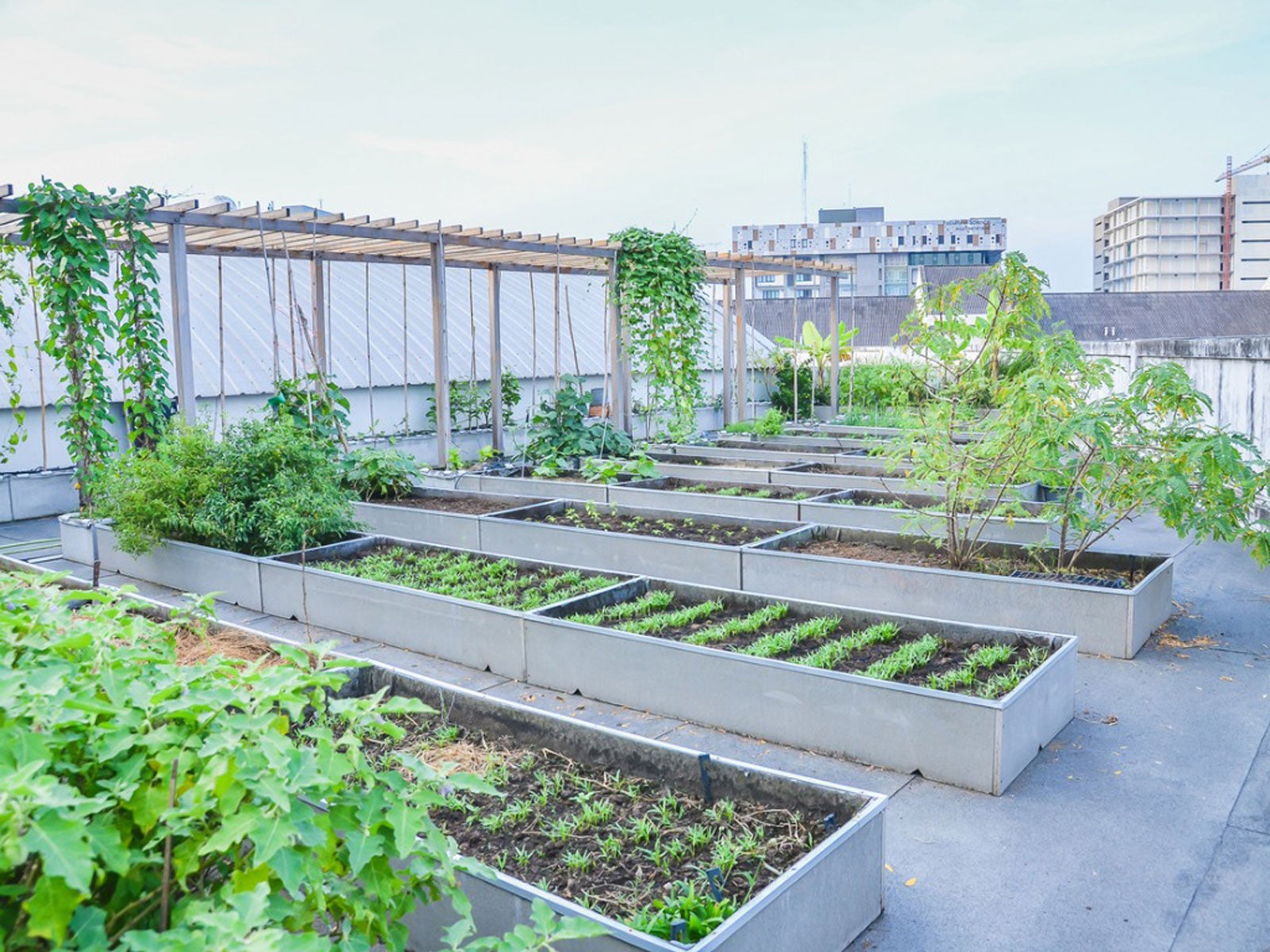 <p><span>Look at the picture of a rooftop garden. Why is having a garden on a building important for the Place Petal?</span></p>