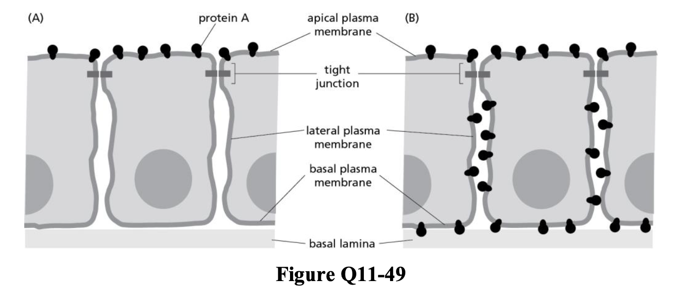 <p>Consider the apical location of a particular protein expressed in epithelial cells, illustrated in Figure Q11-49A. Which type of defect described below is the <em>most likely</em> to cause the redistribution of that protein around the entire cell, shown in Figure Q11-49B?</p><ol><li><p>(a)  a nonfunctional protein glycosylase</p></li><li><p>(b)  the deletion of a junctional protein</p></li><li><p>(c)  the truncation of a protein found in the extracellular matrix</p></li><li><p>(d)  a nonfunctional flippase</p></li></ol>