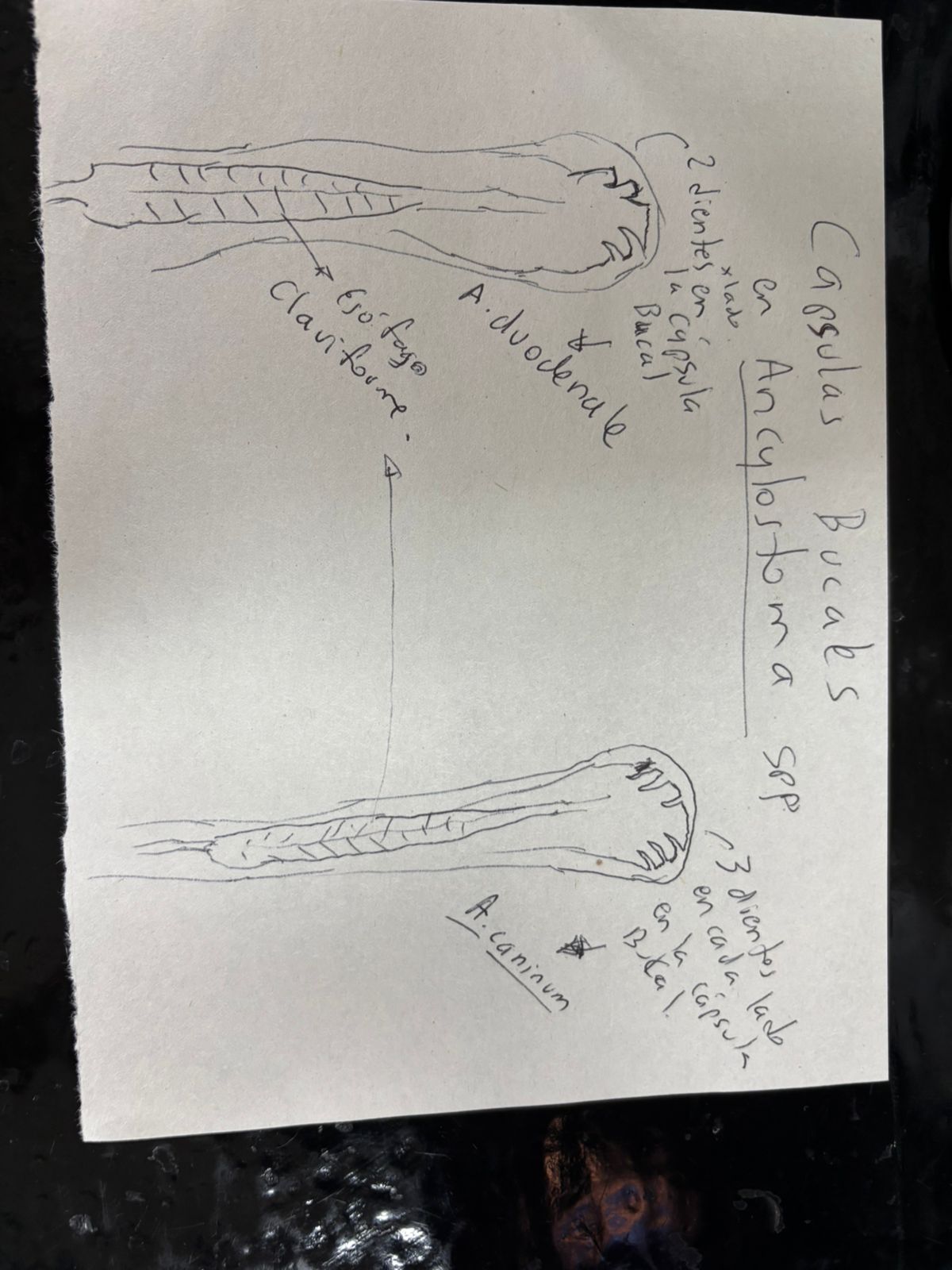 <p>Identificación: Ancylostoma duodenale</p><p>Estructuras diagnósticas: </p><ul><li><p>2 dientes por lado</p></li><li><p>Un par de lancetas triangulares dorsales</p></li><li><p>Esófago claviforme</p></li></ul><p></p>