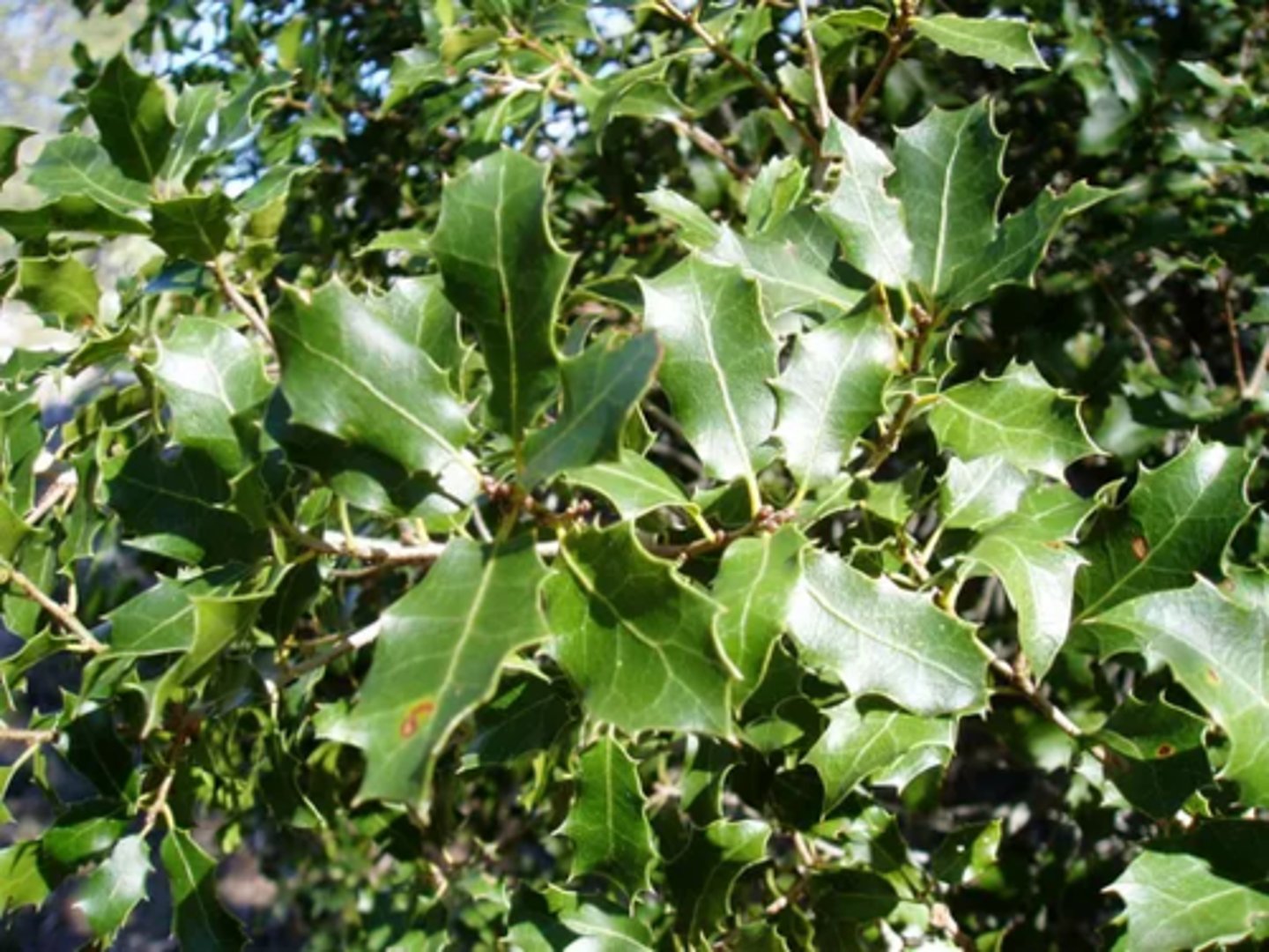 <p>Oaks - beech family</p>