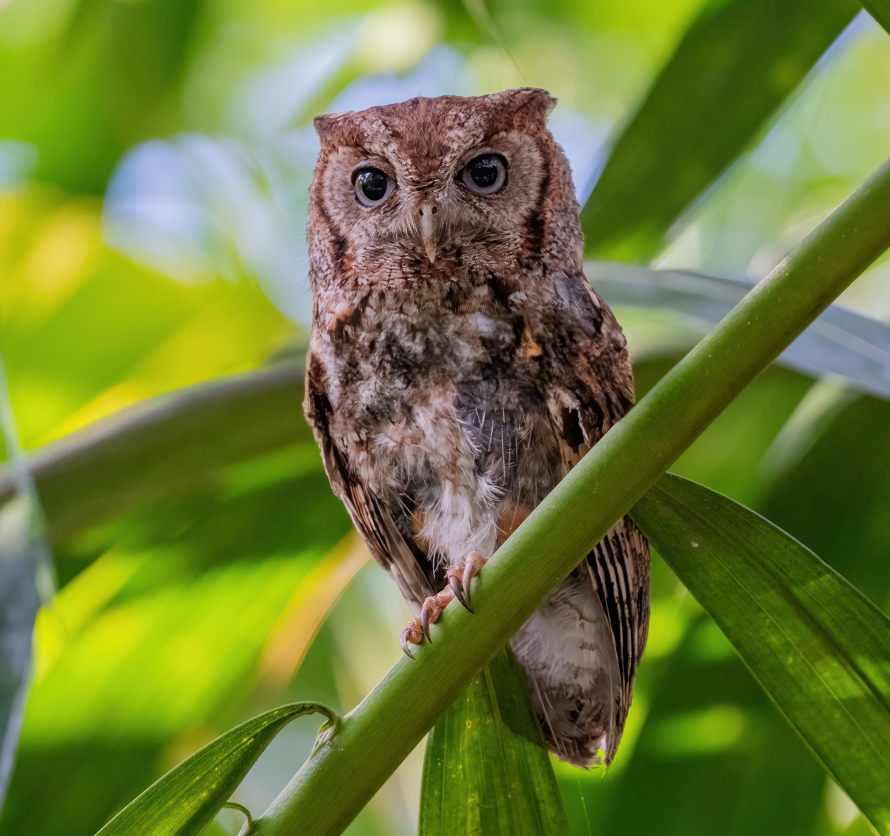<p>Eastern Screech-Owl</p>