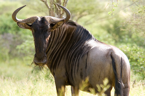 <p>antelope from Africa / Wildebeest</p>