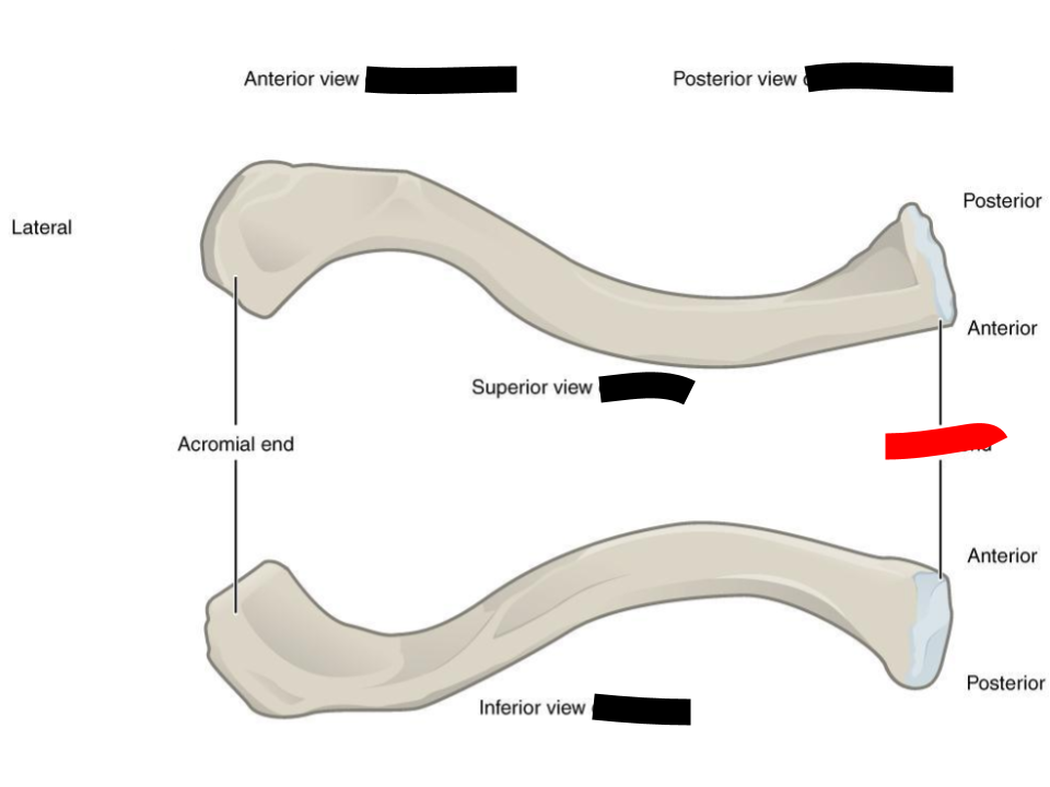 <p>clavicle</p>