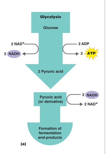 <p>1 - <strong>Glycolysis</strong> (2 ATP generate for cellular use)</p><p>2 -<strong> Fermentation </strong>- Regeneration of NAD+ to be used in glycolysis again </p><ul><li><p>Generates <strong>2 ATP</strong></p></li></ul><p></p>