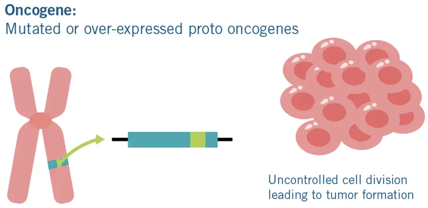 <p>Genes that lead to excessive mitosis (cancer). Caused by carcinogens, mutations during replication, or inherited.</p>
