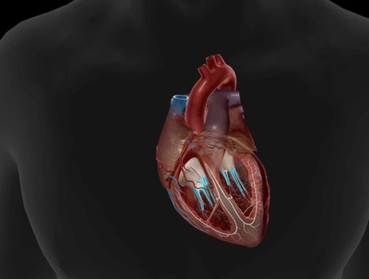 <p>thin bands of fibrous tissue that attach to the valves in the heart and prevent them from inverting</p>