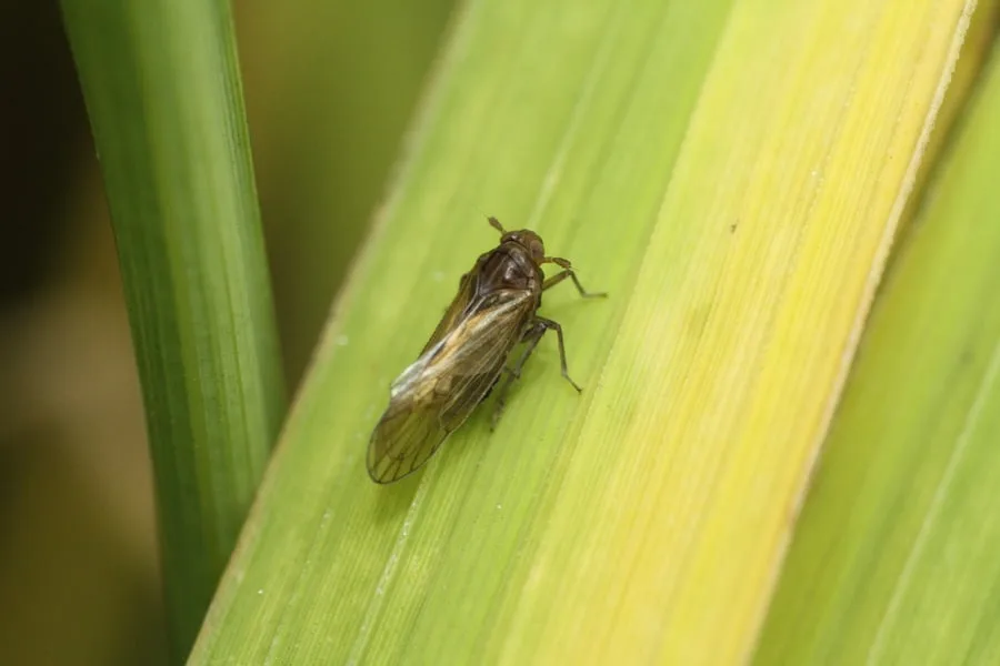 <p>Brown planthopper<br>Nlaparvata lugens</p>