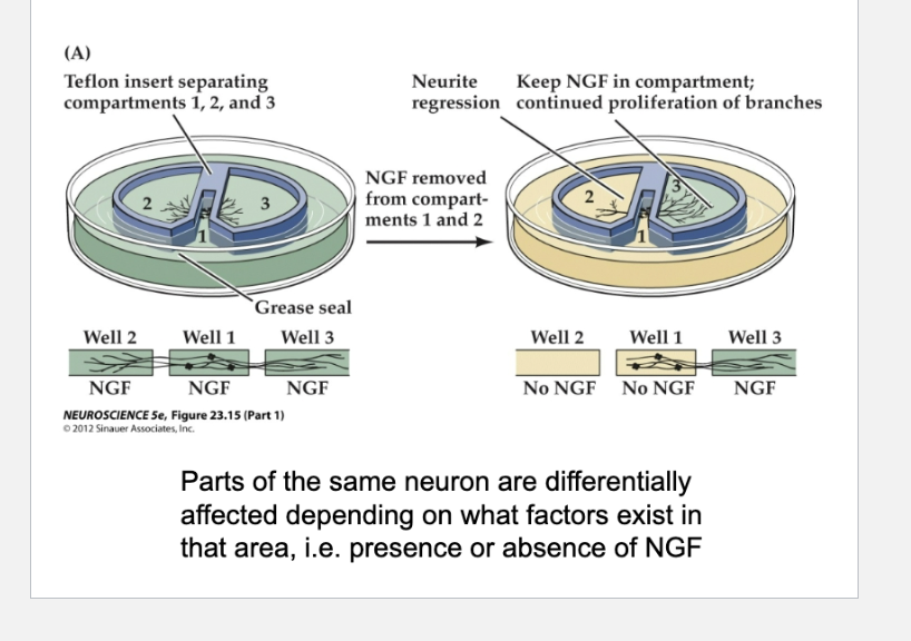 <p>What does Figure 23.17 show about how neurotrophins influence neurite growth?</p>