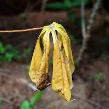 <ul><li><p>Occurs when plants do not receive enough nitrogen, a vital nutrient for growth and development, leading to poor leaf development and stunted growth. </p></li><li><p>Symptoms include yellowing of older leaves and overall reduced plant vigor. </p></li><li><p>To fix this, apply nitrogen-rich fertilizers or compost to improve nutrient availability. </p></li></ul><p></p>