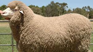 <p>what sheep is this?</p>