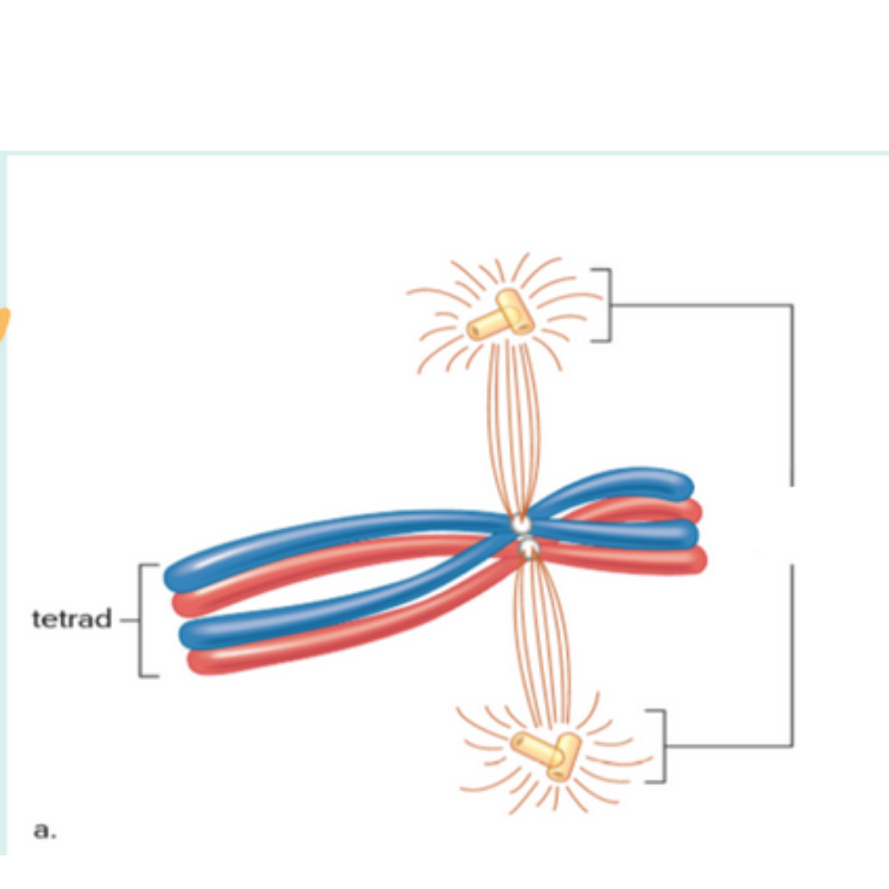 <p>What are the yellow things called?</p>